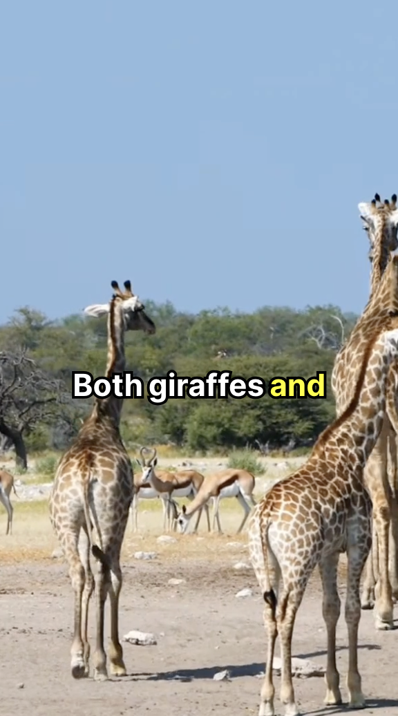 giraffe